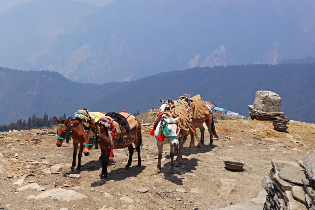 भारत की सबसे रोमांचक गतिविधियों की खोज करें — सब एक ही जगह पर। रोमांचक हिमालयी ट्रेक और राष्ट्रीय उद्यानों में वन्यजीव सफारी से लेकर सांस्कृतिक शहर पर्यटन और अविस्मरणीय दिन यात्राओं तक, भारत ऐसे अनुभव प्रदान करता है जो आपके जाने के बाद भी आपके साथ रहते हैं। चाहे आप बाहरी रोमांच की तलाश में हों, परिवार के साथ एक दिन की योजना बना रहे हों, या भारत के समृद्ध इतिहास और संस्कृति में गहराई से गोता लगा रहे हों — आपको यह सब यहाँ मिलेगा। राजस्थान में निर्देशित विरासत पर्यटन और केरल में योग रिट्रीट से लेकर दिल्ली, मुंबई, जयपुर, वाराणसी और गोवा में सांस्कृतिक अनुभवों तक — हमारी गतिविधियों की निर्देशिका यह सब कवर करती है, जिसमें वास्तविक समीक्षाएं और नवीनतम जानकारी शामिल है जिस पर आप भरोसा कर सकते हैं।