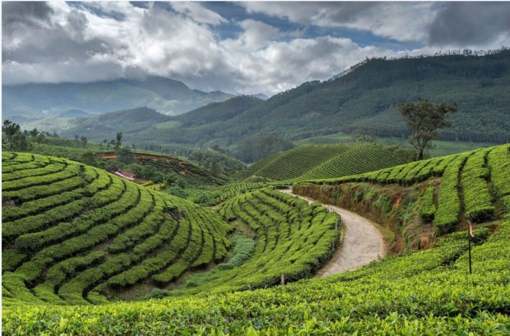 Scenic view of tea plantations in Munnar Kerala a top hill station destination for summer holidays in India