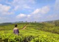 A traveler walks through green tea rows at one of India's most scenic hill stations in Kerala