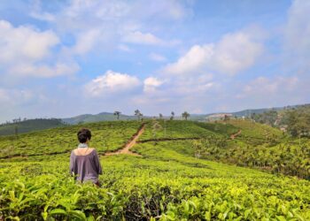 A traveler walks through green tea rows at one of India's most scenic hill stations in Kerala