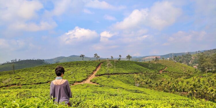 woman-tea-garden-munnar-unsplash - INDIAwebzine A traveler walks through green tea rows at one of India's most scenic hill stations in Kerala