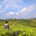 woman-tea-garden-munnar-unsplash - INDIAwebzine एक यात्री केरल के भारत के सबसे सुंदर हिल स्टेशनों में से एक में हरी चाय की पंक्तियों के माध्यम से चलता है