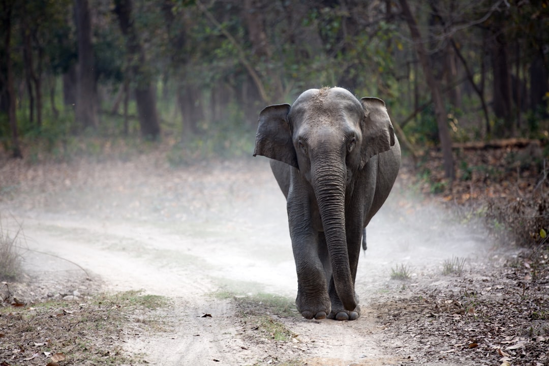 A traveler observes elephants crossing a river from the deck of a wildlife lodge in India
