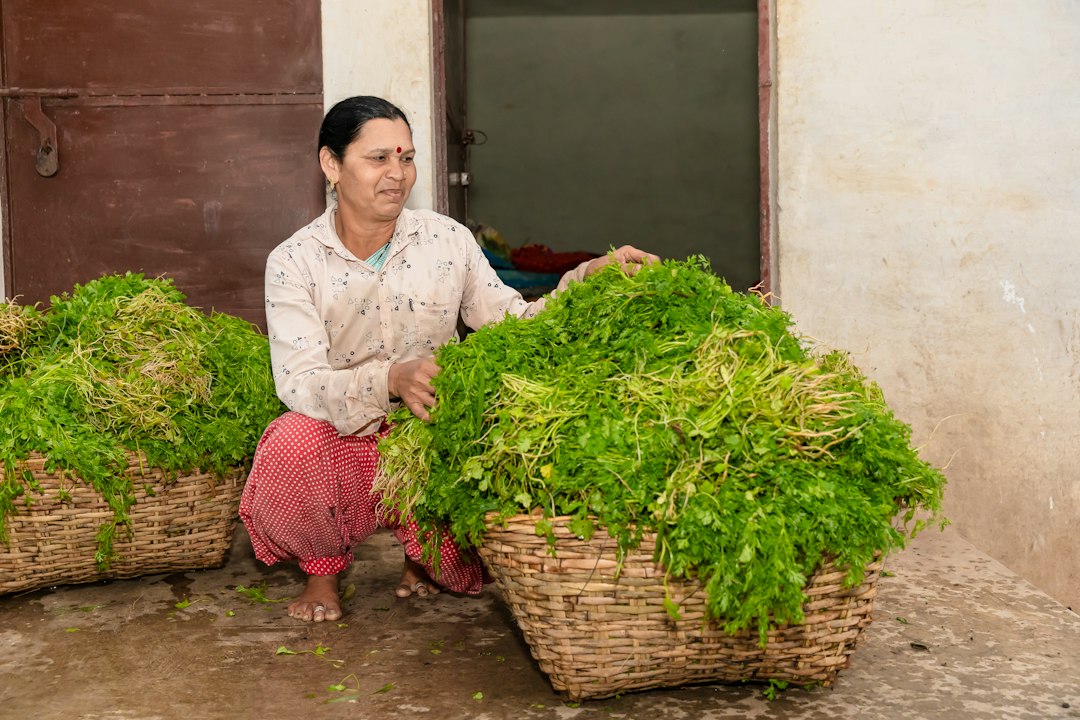 Himalayan cook drying fermented foods such as gundruk outdoors