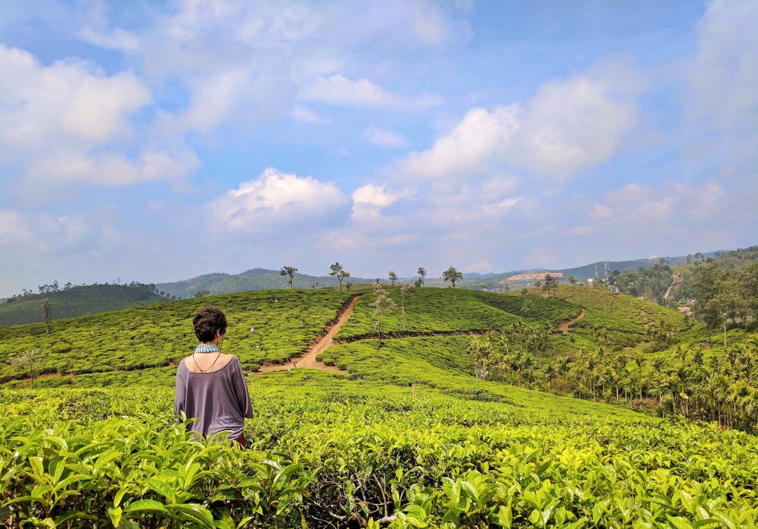 Un viajero camina por filas de té verde en una de las estaciones de montaña más pintorescas de India en Kerala